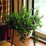 Iron Plant Stand